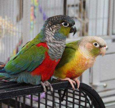 The Parrot Outreach Society Logo